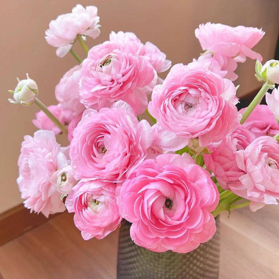 花满忆【粉色洋牡丹】一把粉色洋牡丹任意满两单顺丰包邮三单送花瓶今天拍明天到次日达