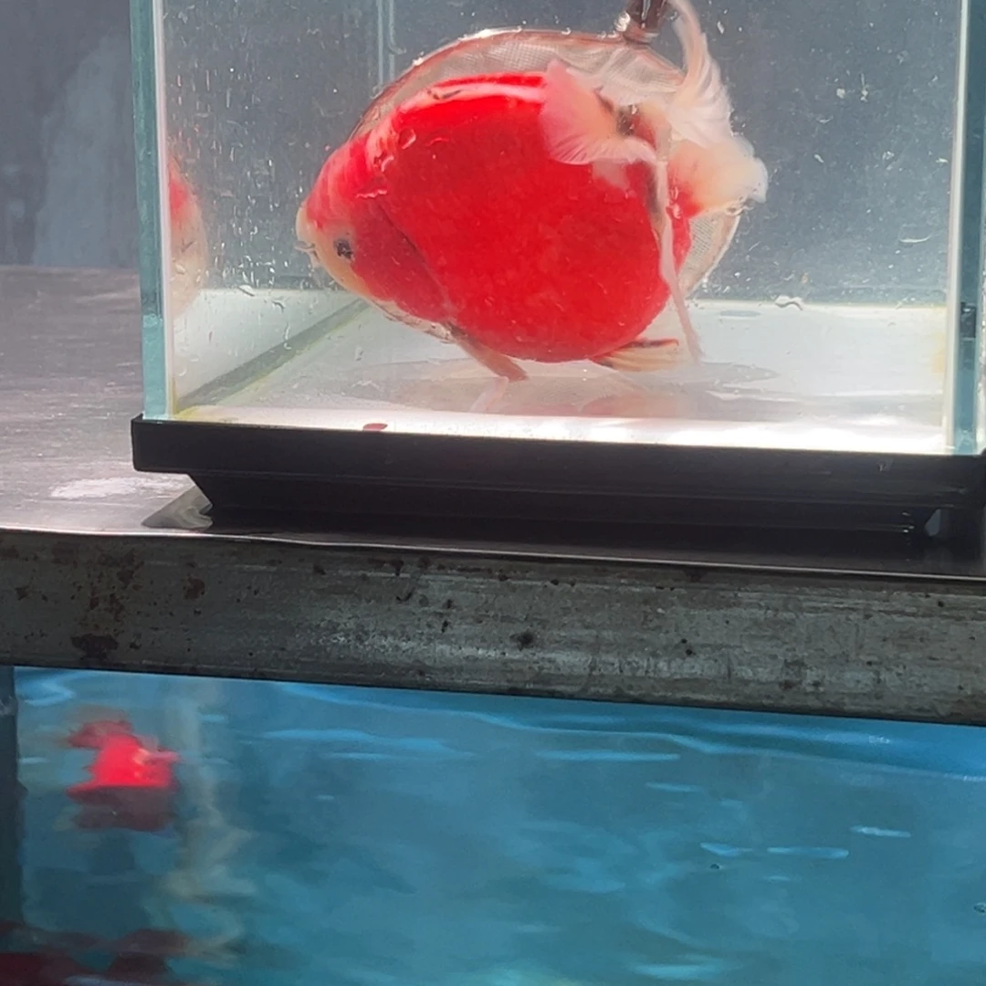 金鱼0648899888566585555566