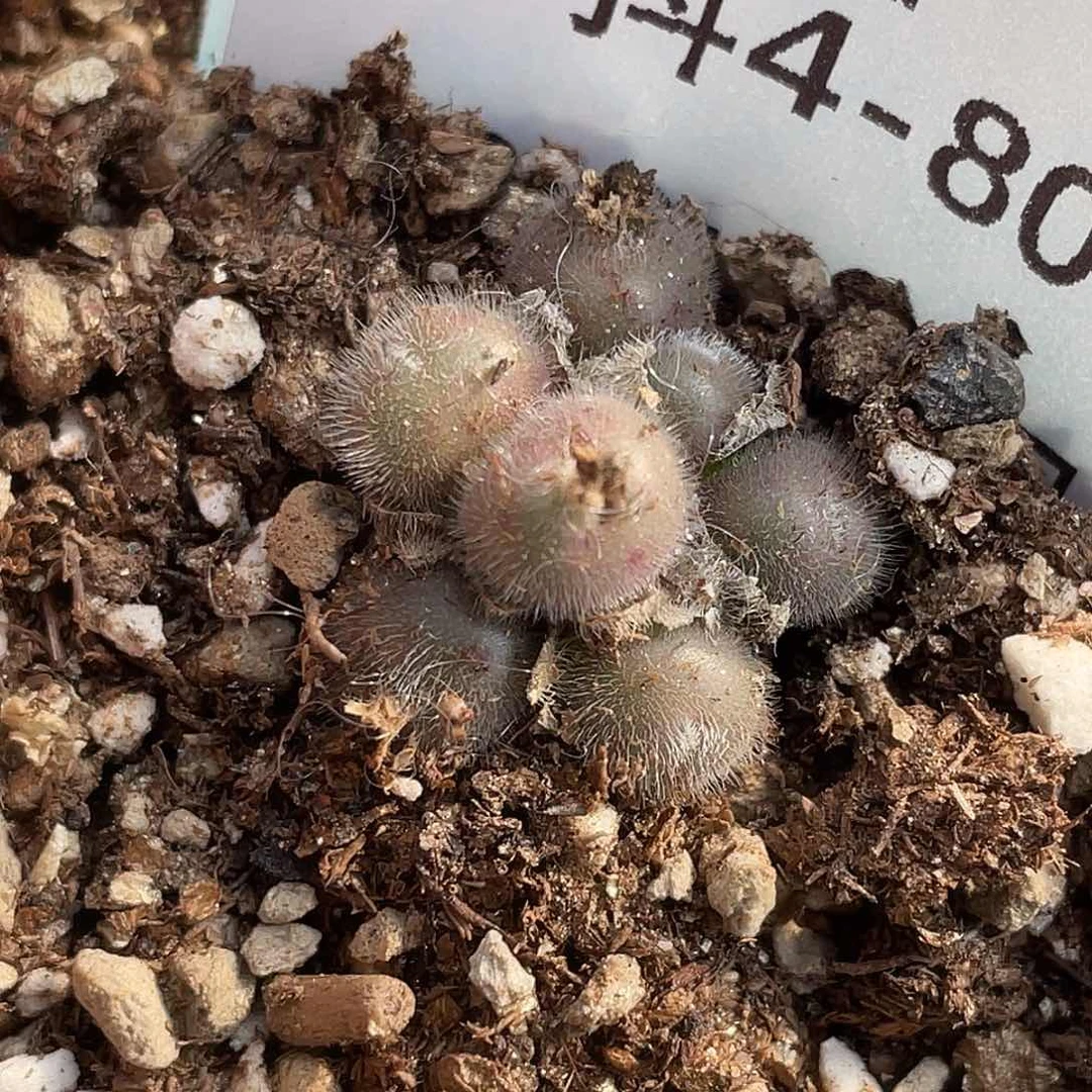 ?****4-80肉锥多肉植物