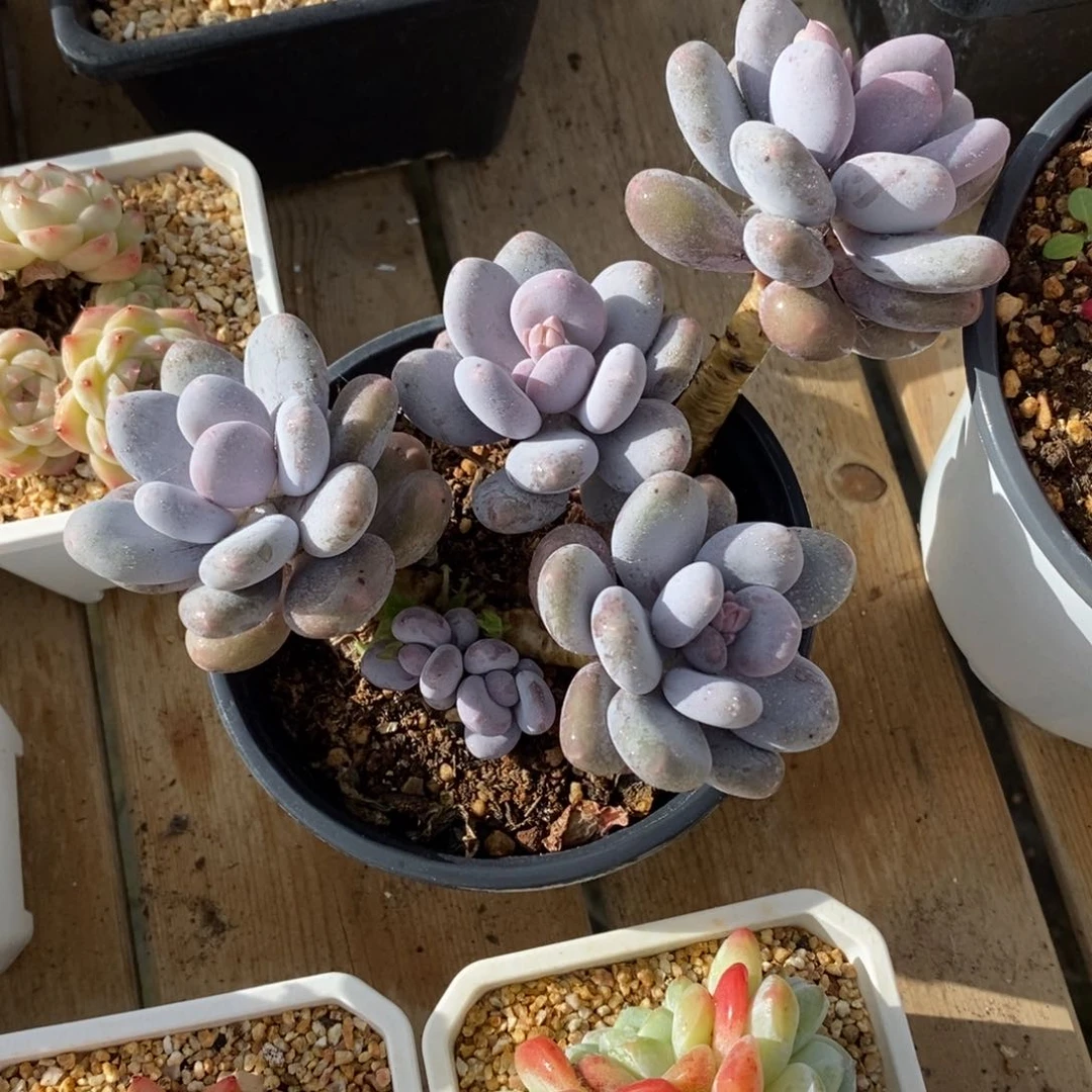 自助下单一物一拍多肉，下滑更多品种选择