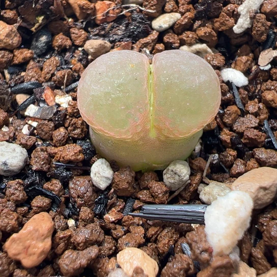 176多肉植物百科