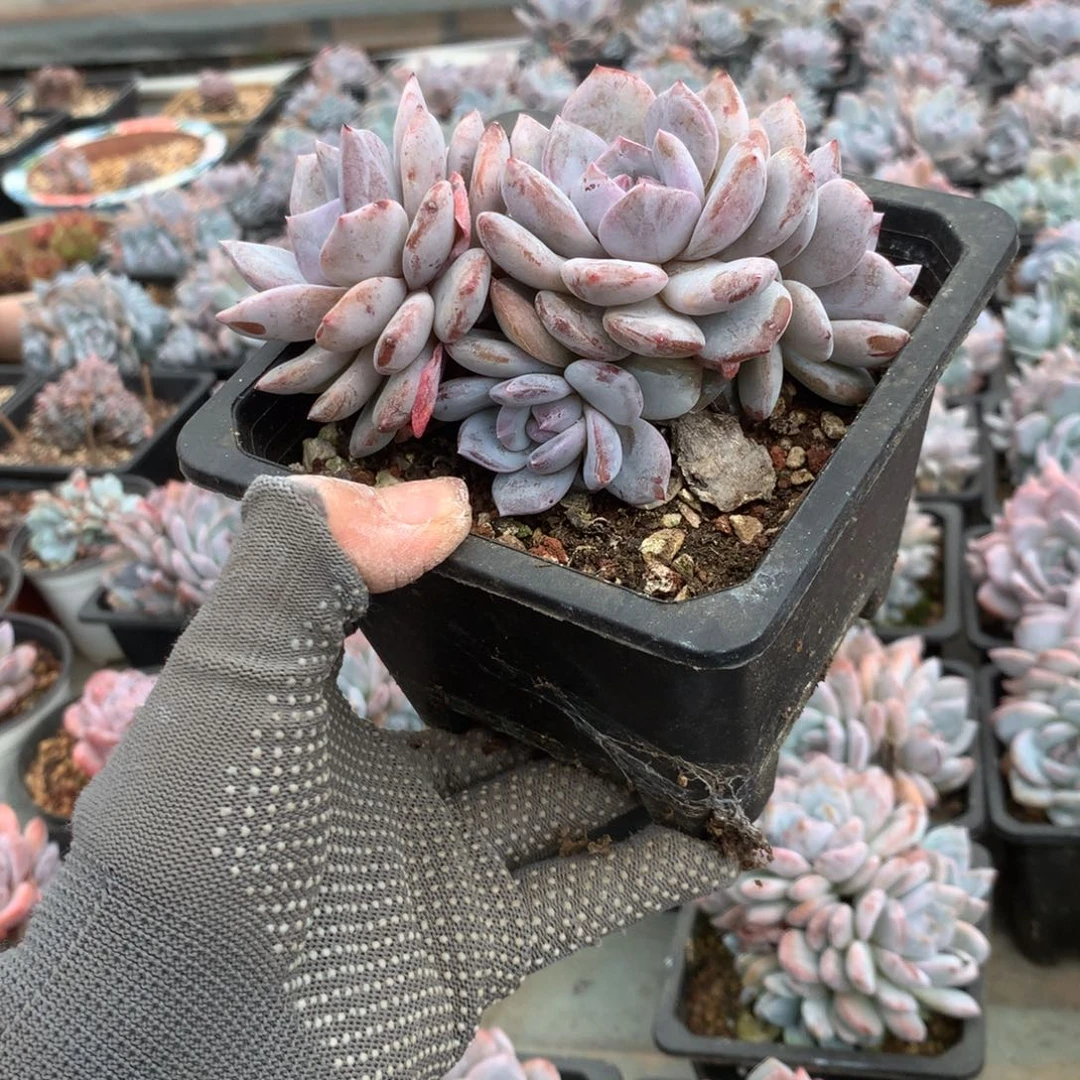 无花朵花花花花花花花花18