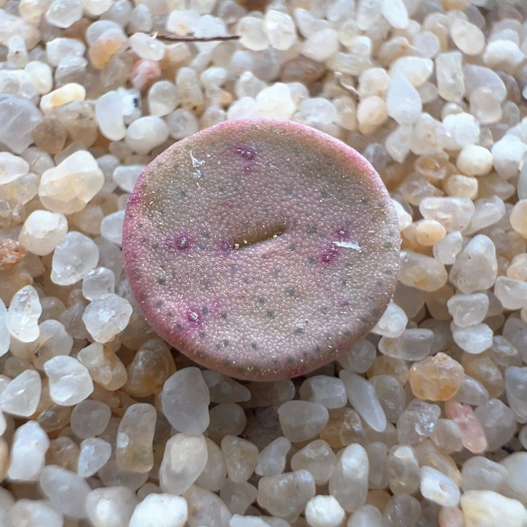 308优选金币一颗单头