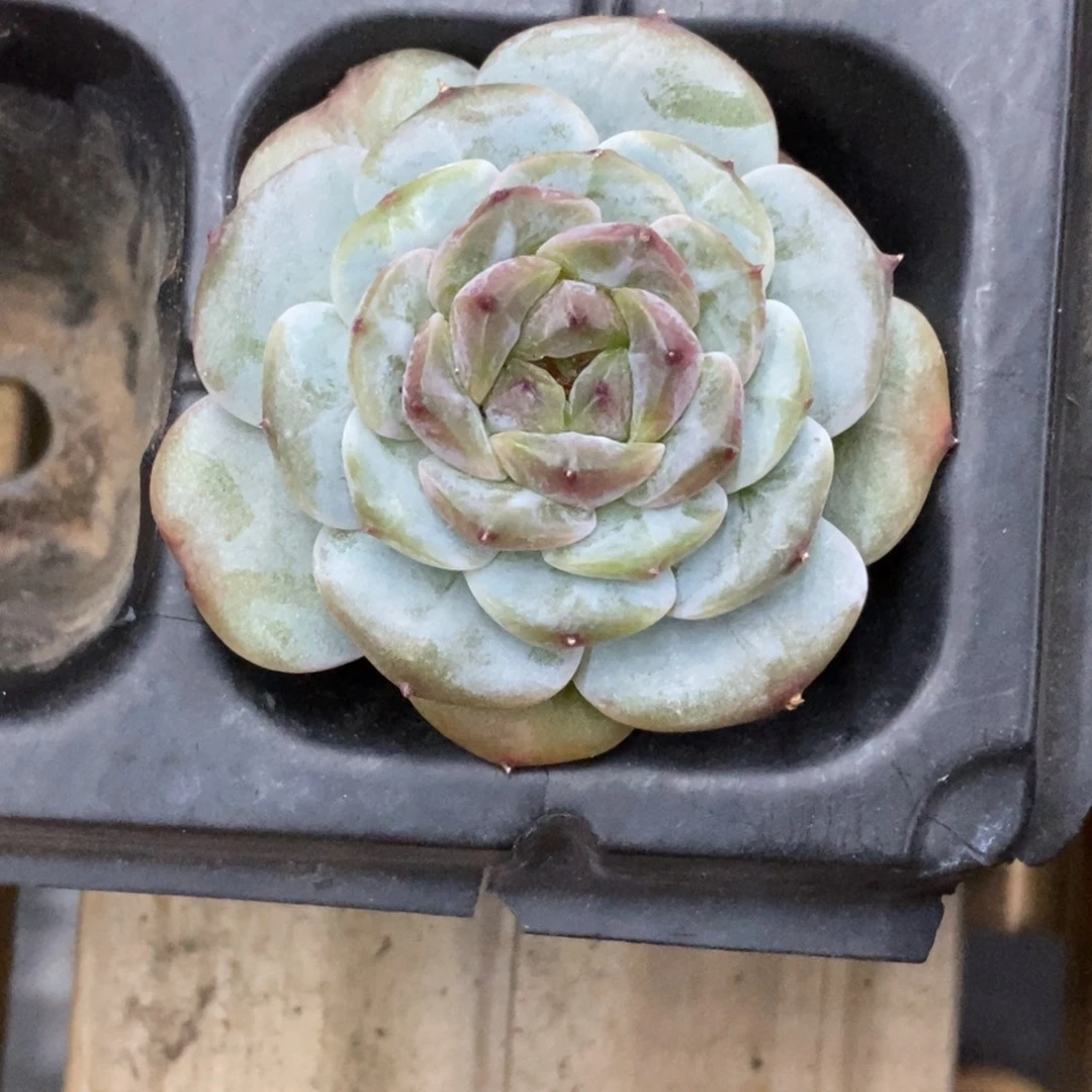 精品多肉一物一拍不包整373