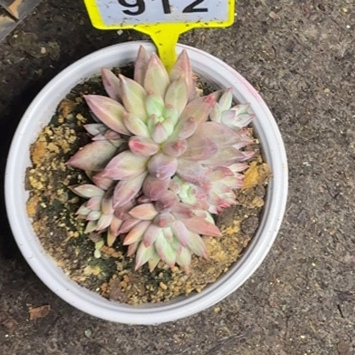 多肉植物彩体虞美人912