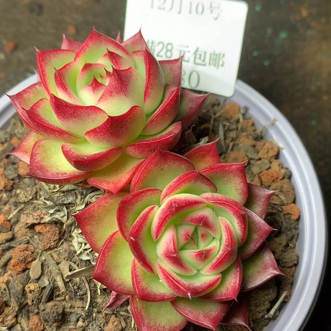 【闪购商品】云680号