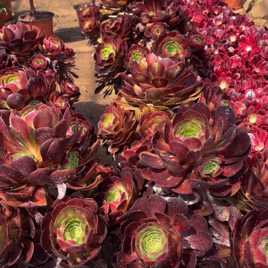 黑玫瑰12.8木质老桩法师