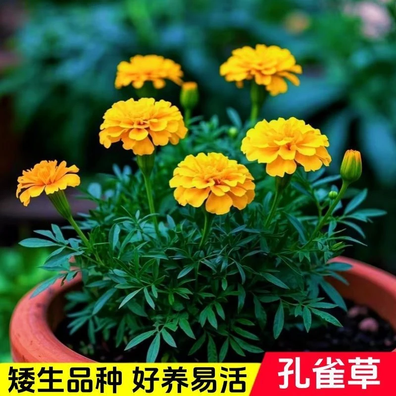重瓣孔雀草盆栽带花花期长适合阳台庭院花卉