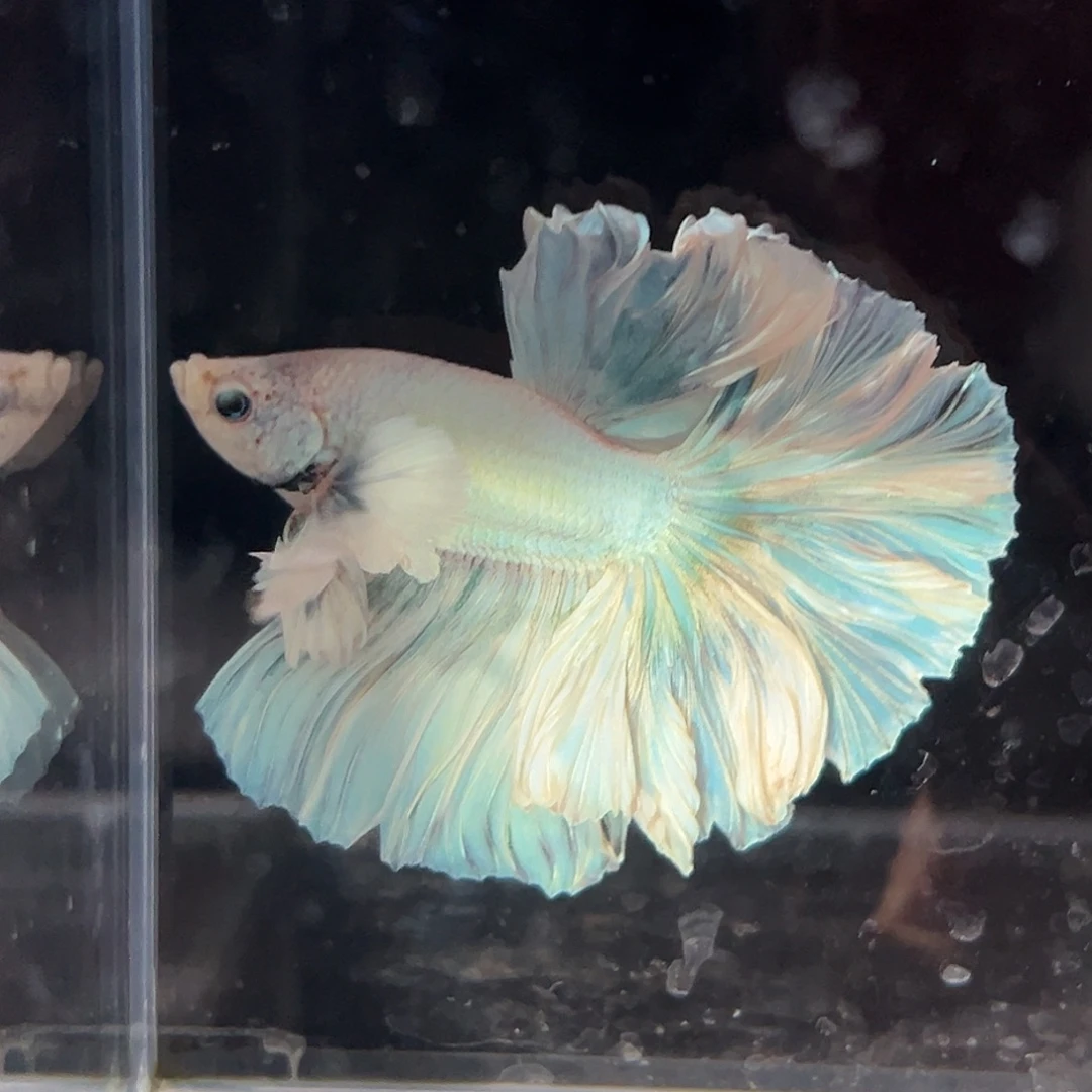 斗鱼8号巨大耳冰雪奇缘