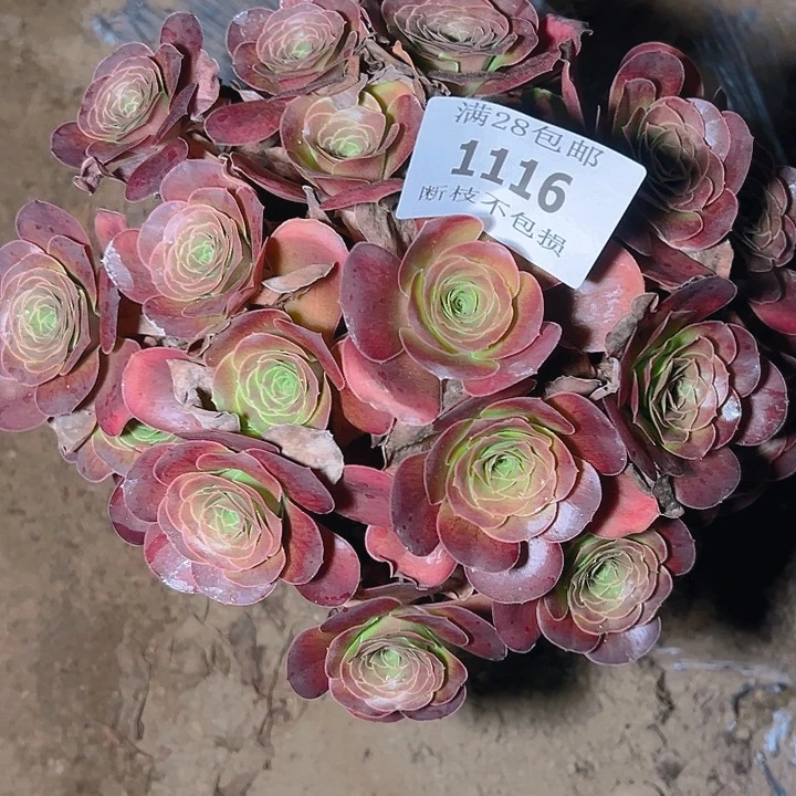 1116魅金玫瑰多肉植物