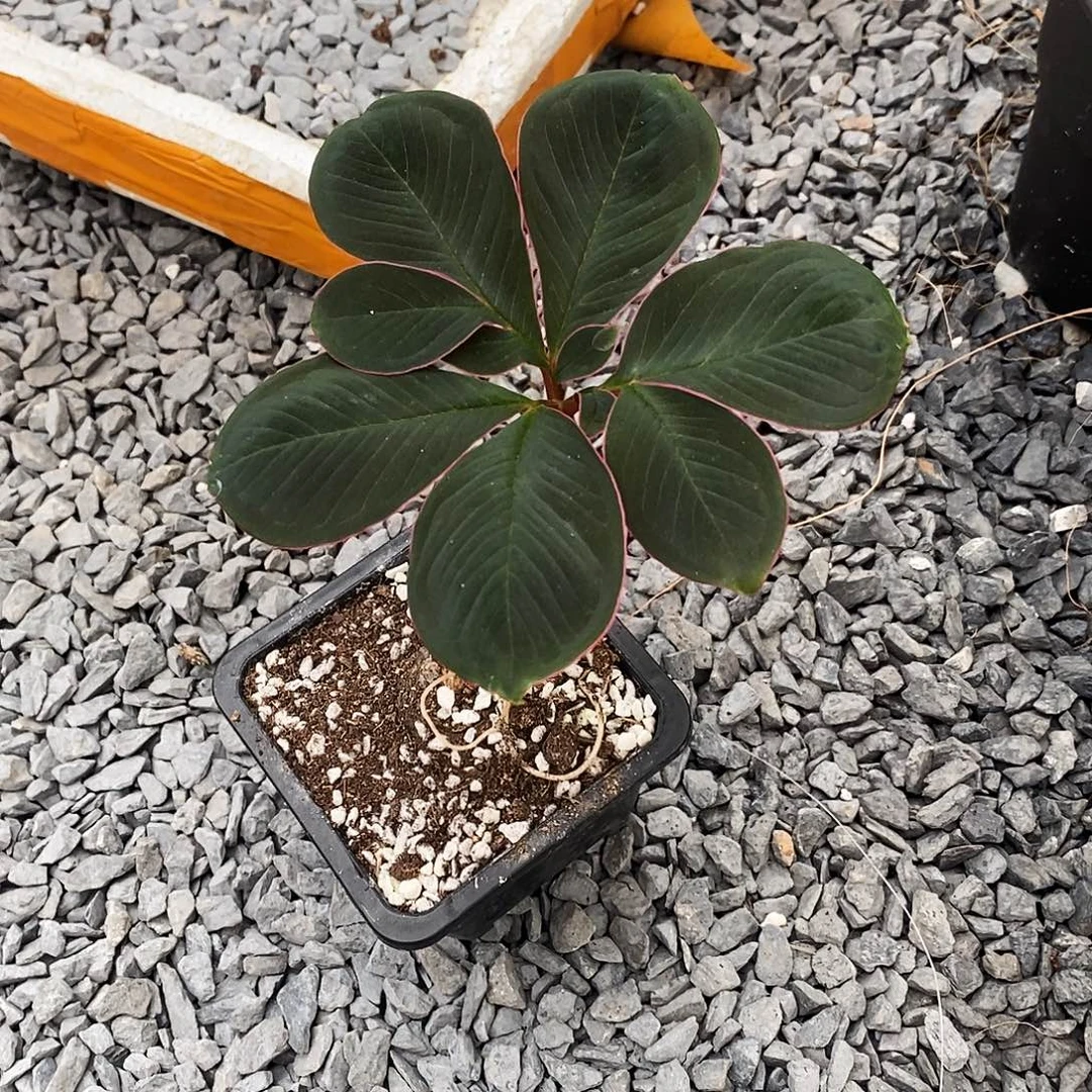 花***.巫蛊百合一物一拍不包叶损