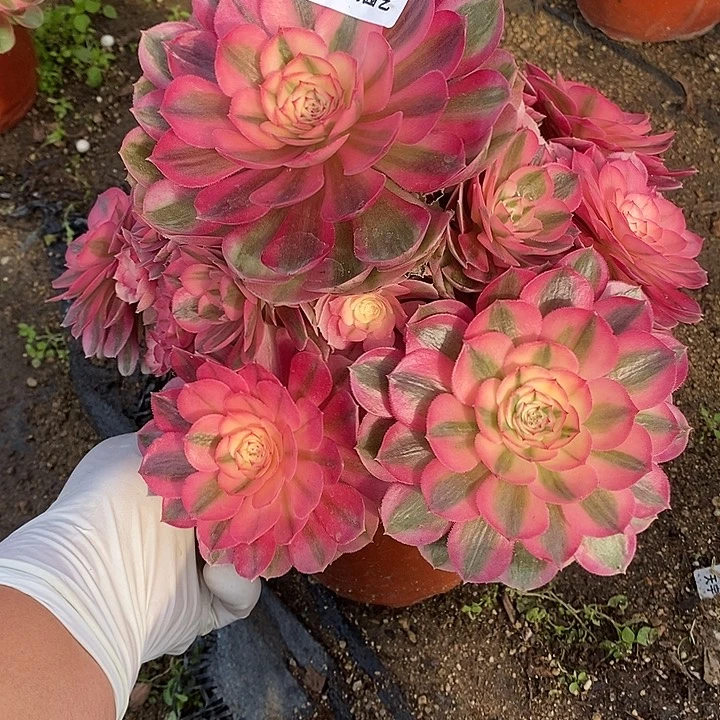 多肉植物倾城849多肉