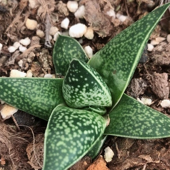 龙虎霸旋转蜗牛多肉