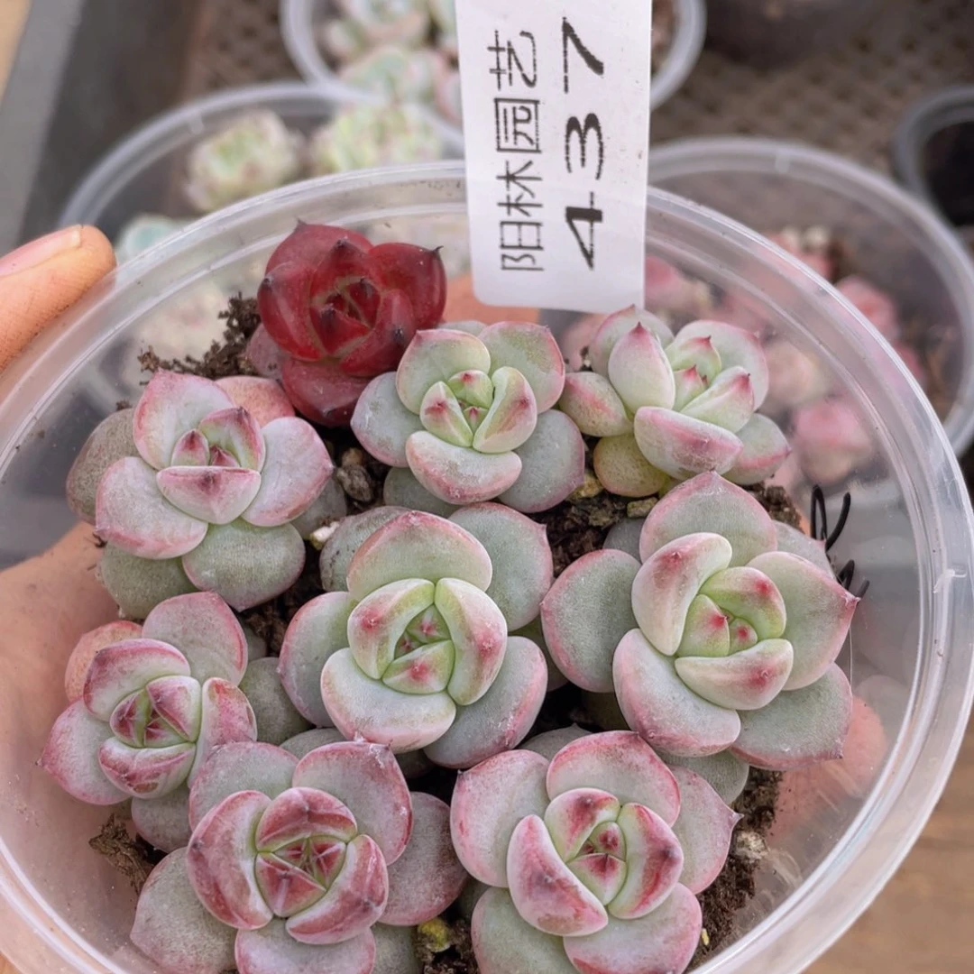 量拍多肉植物多肉植物437