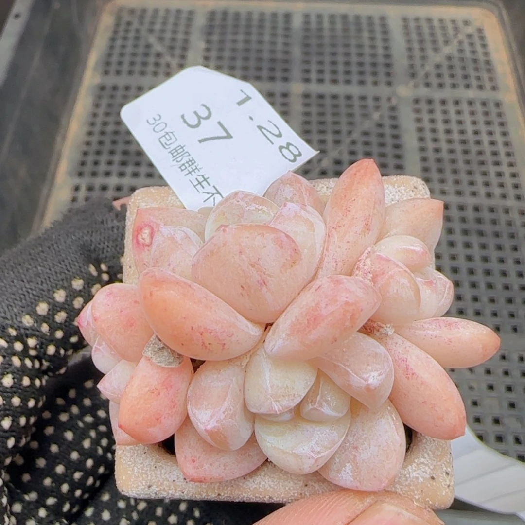 糖心冰玉四头老桩一颗