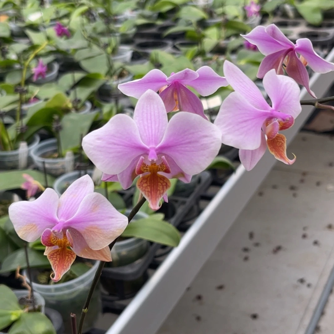 完全开放1572 3寸黄唇英特交西 底叶瑕疵 一物一拍