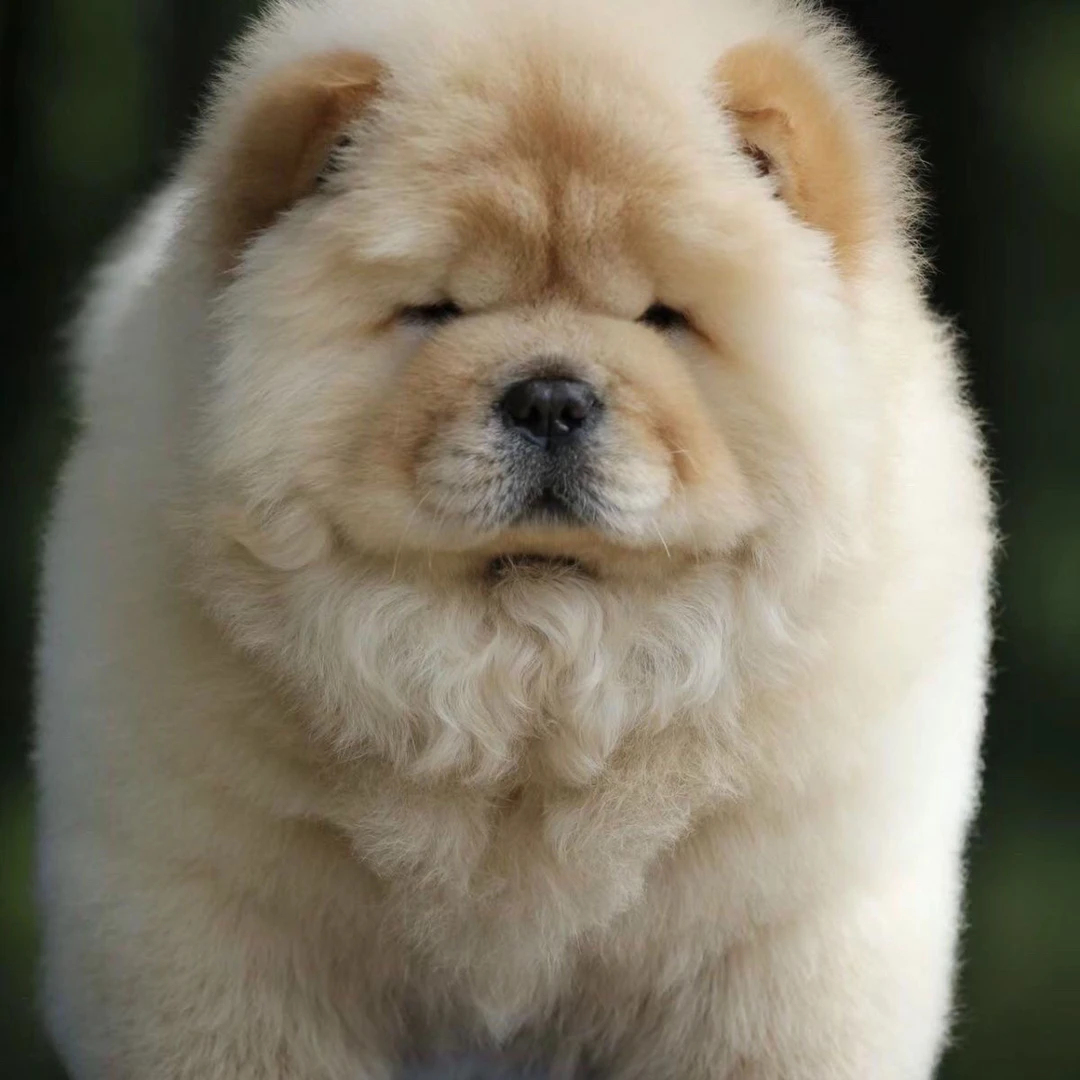 松狮幼犬中型犬可爱适合家养