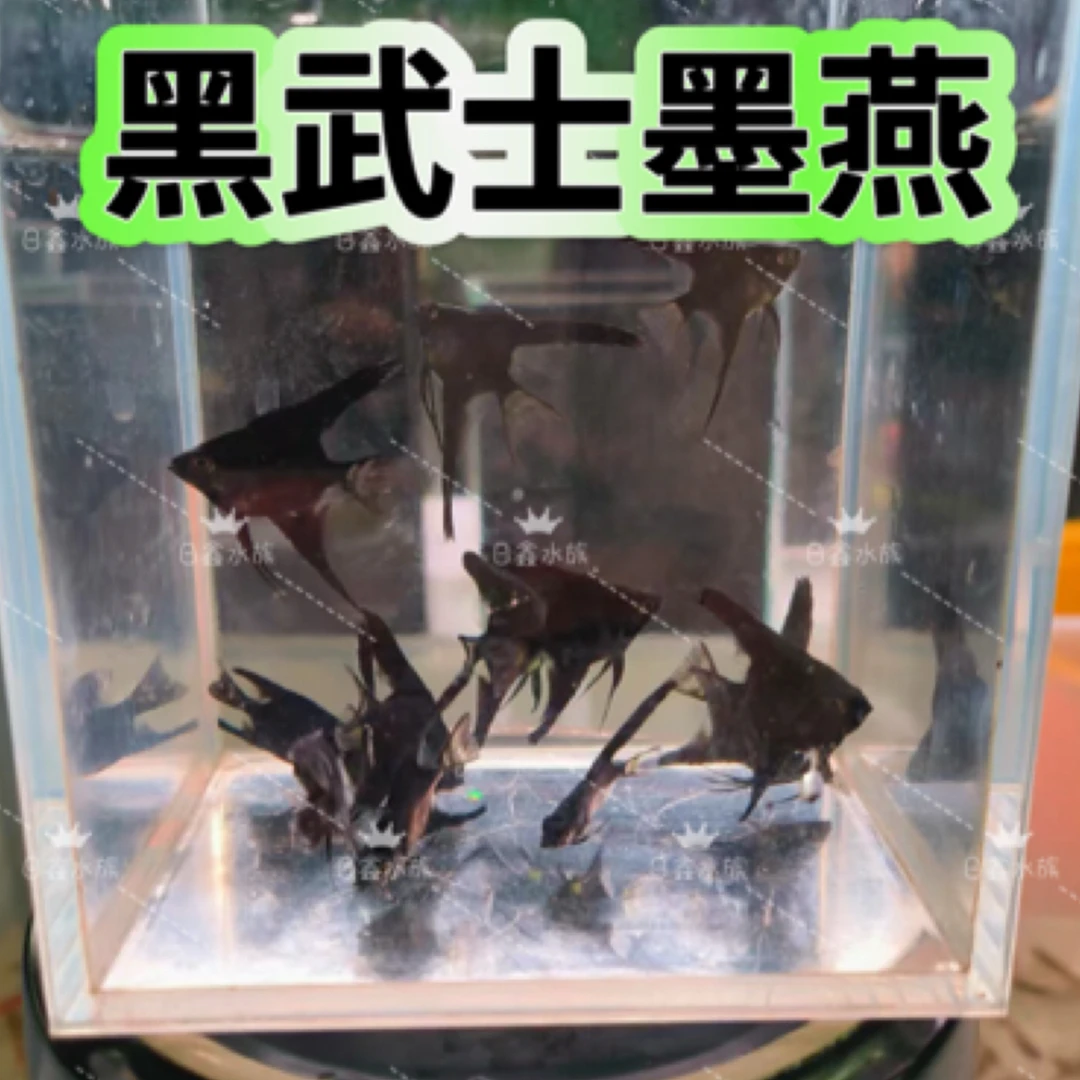 黑武士墨燕大号成年体黑色热带观赏燕鱼好养耐活大鳍大尾淡水鱼苗