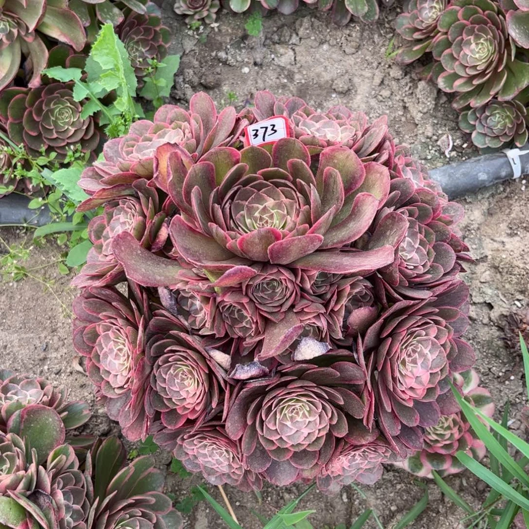 花**子373多肉植物花妖