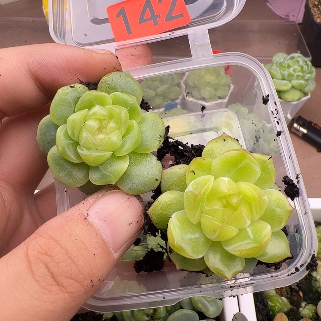 甜心73和独家珍妮孤品福利142
