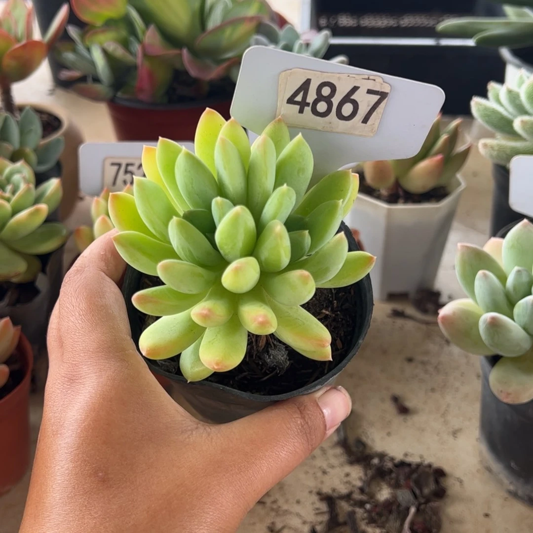 【闪购商品】厚叶草。4867？  11111111