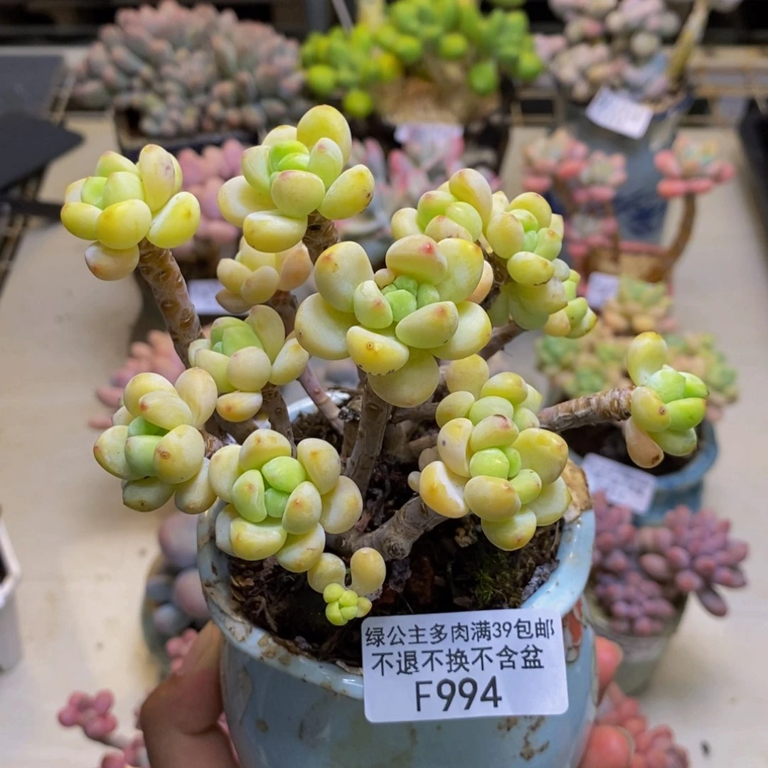 994樱花罗琦多肉有断枝