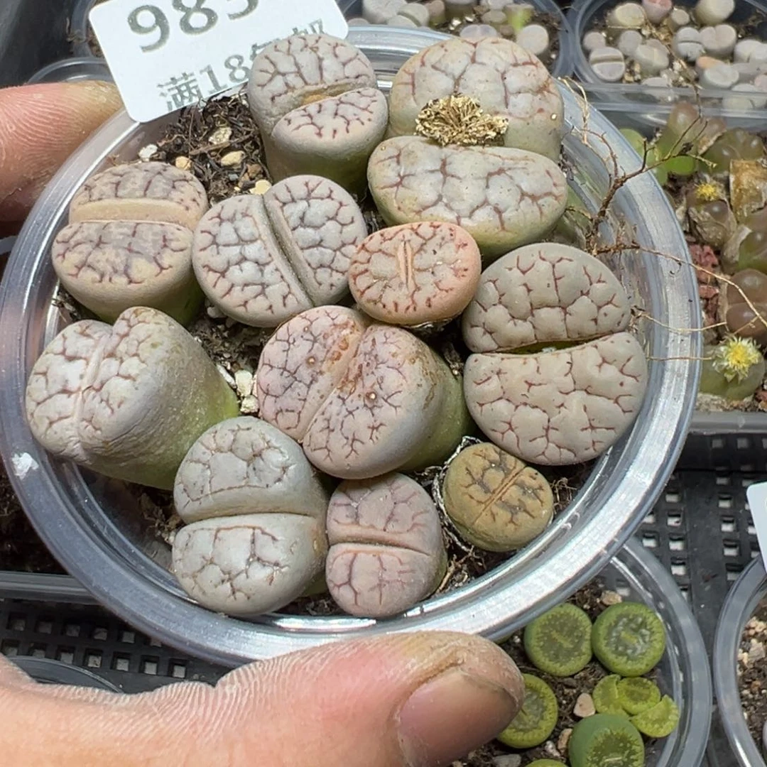 【闪购商品】 983。