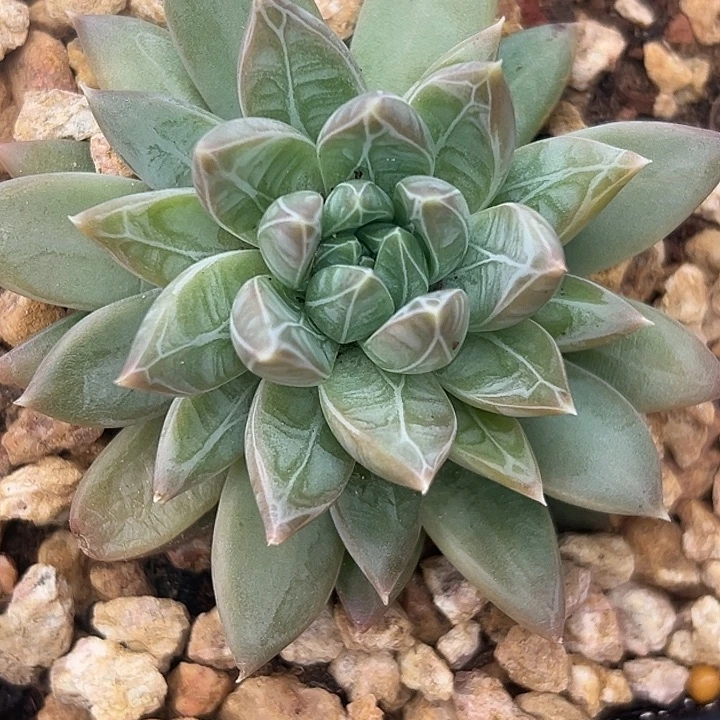 雪戴利个体美人多肉特价