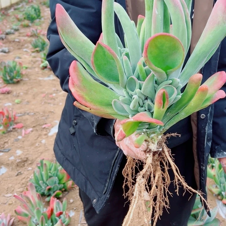 地栽火狐狸小号昆明发货