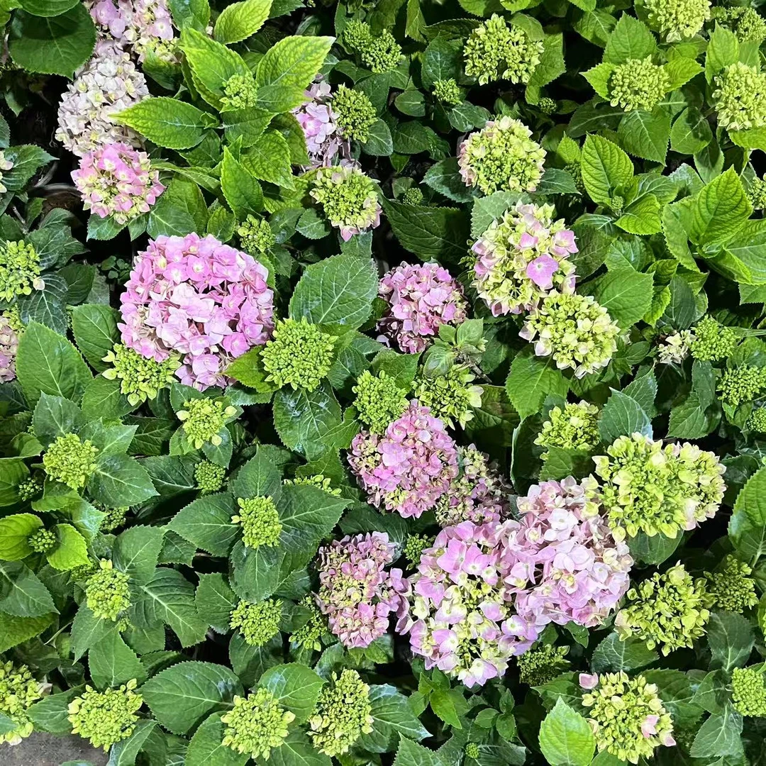 【老董甄选】0.5加仑 绣球露天苗 云南露天种植绣球 基地原盆直发