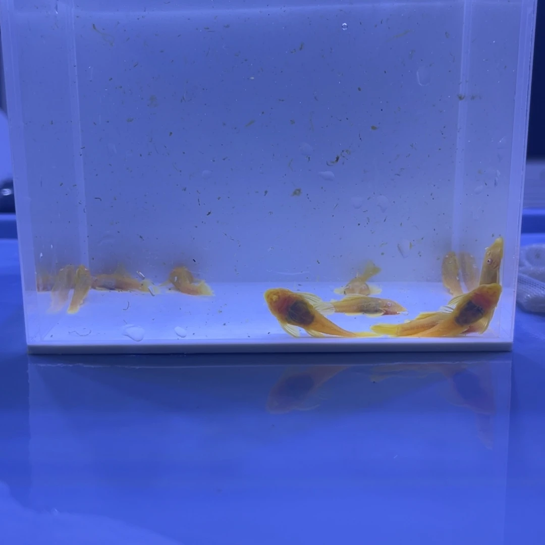 孔雀鱼胡子十条开箱视频报损