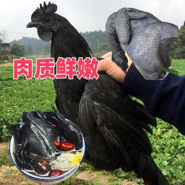 散养五黑鸡 肉质鲜嫩 烫鲜味美