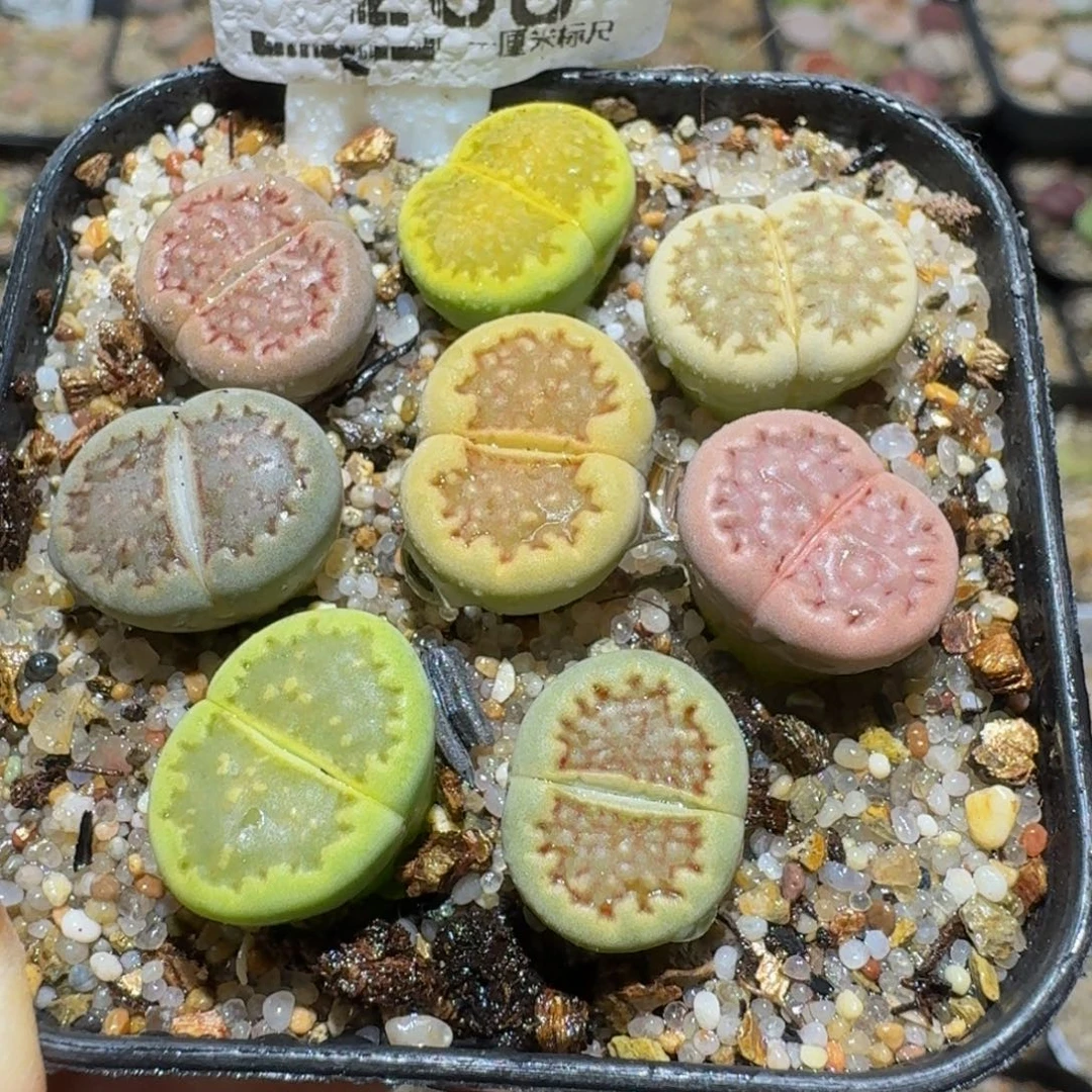 Sssss精品生石花268