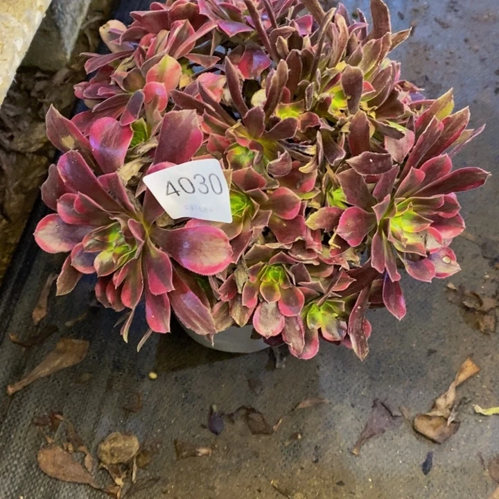 丽莎多肉断头不包4030