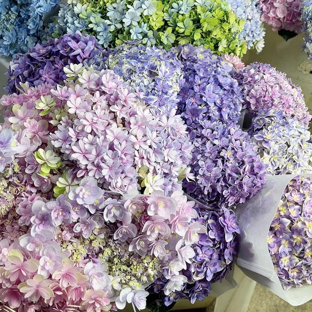 蕾***蕾完全开放稀有绣球花10号17枝