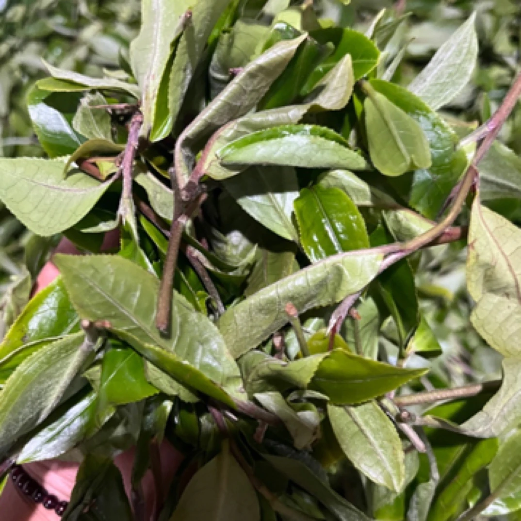 2025邦东芹菜塘古树普洱茶生茶