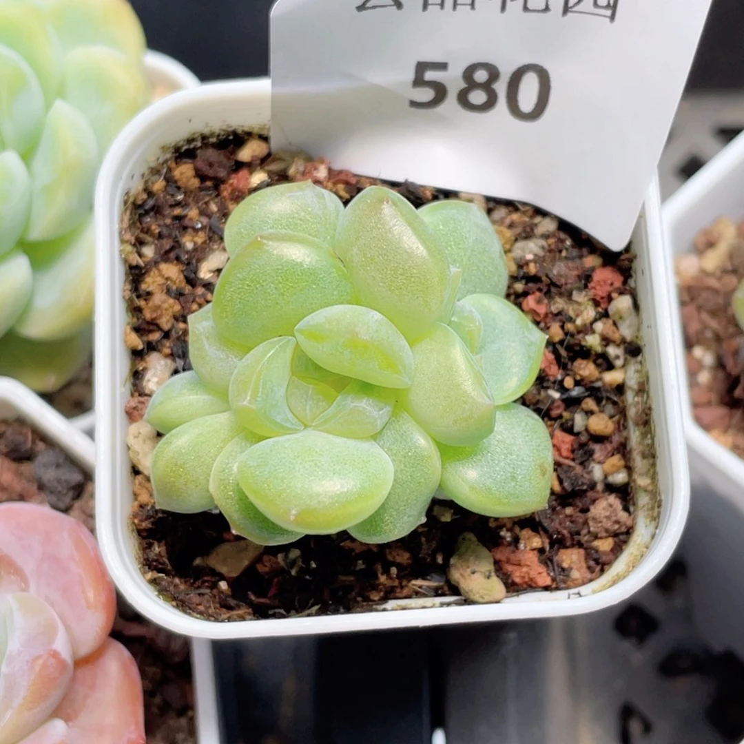 诗***·580号糖心冰心珍妮 幻梦