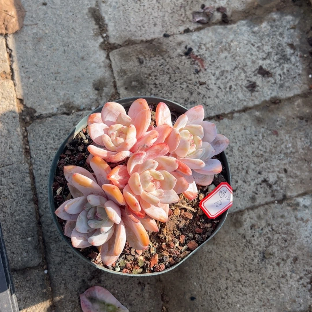 多肉植物多肉植物