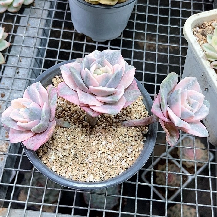 可爱玫瑰彩锦群生