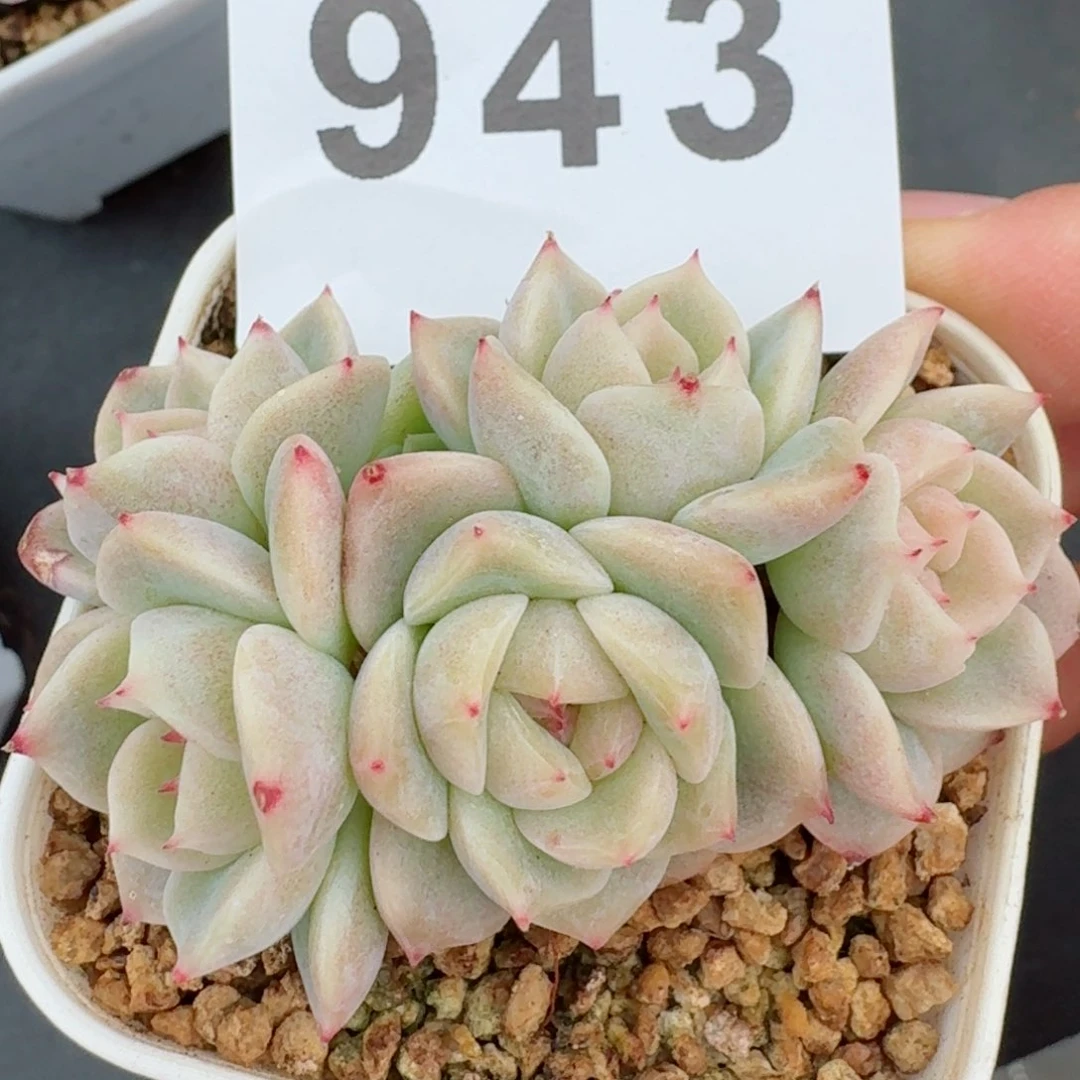 白底甜心         精品多肉