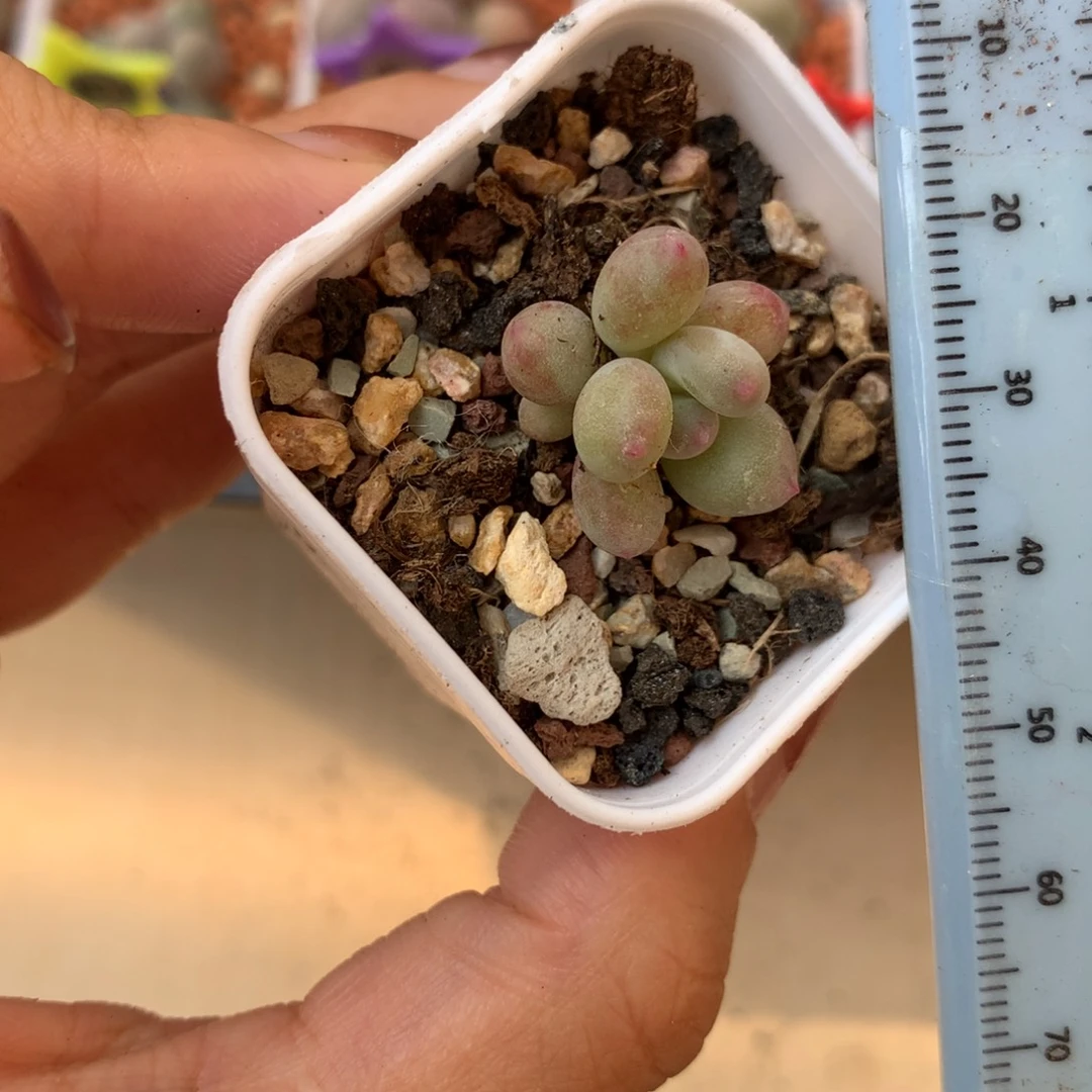 小腮红  不凑满28元发一片叶 不售后 到付