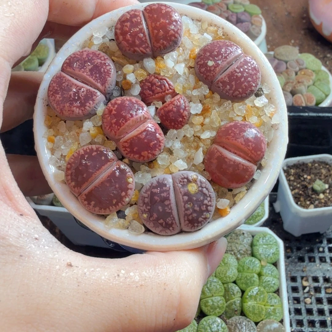 多肉植物和植物等植物为806
