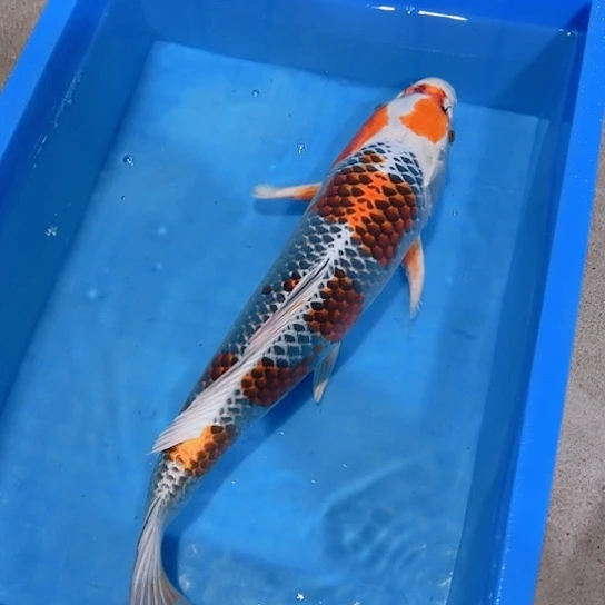 海水赤木芒果孔雀