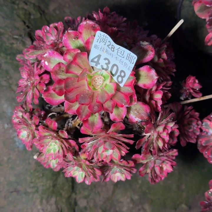 4308同白杆歪多肉植物