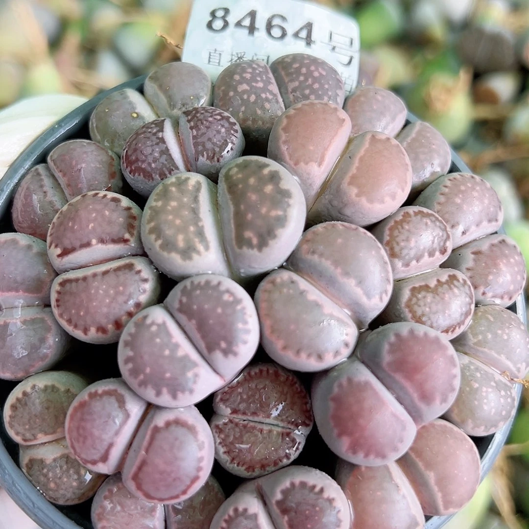 8464 好养易活生石花大母本已经服盆部分微徒特价