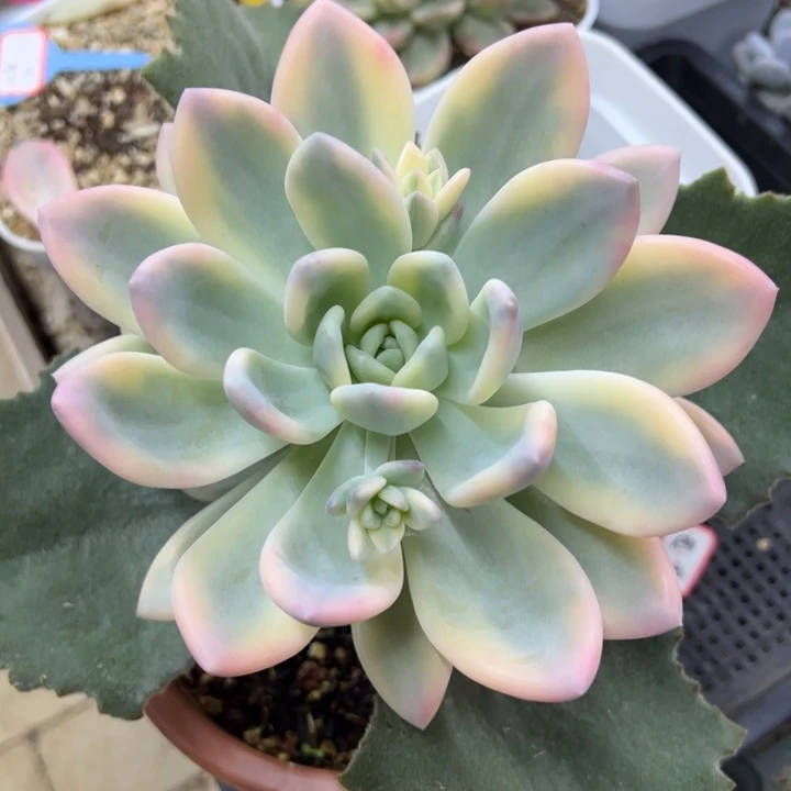 ****彩色奥普锦一物一拍锦龙