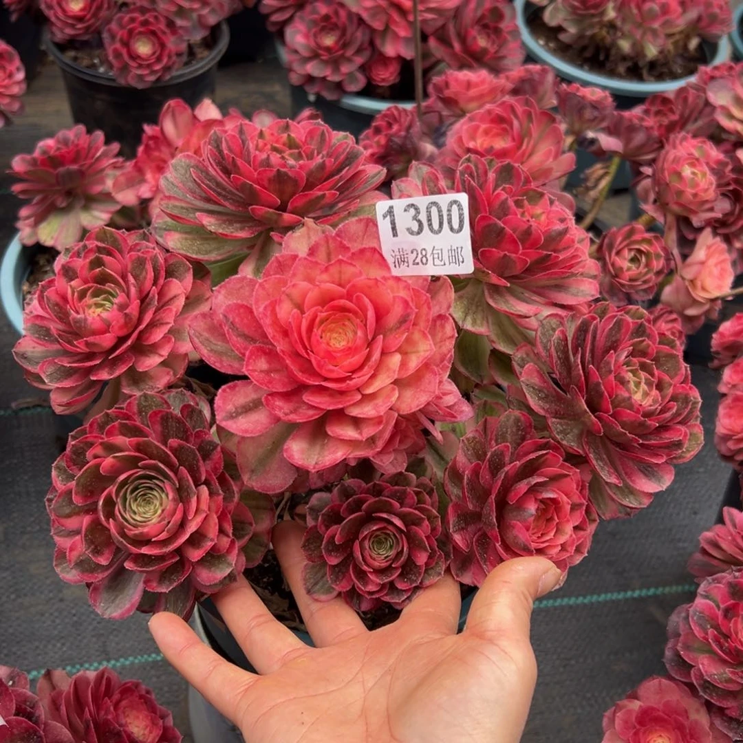 Z*多肉植物1300海神