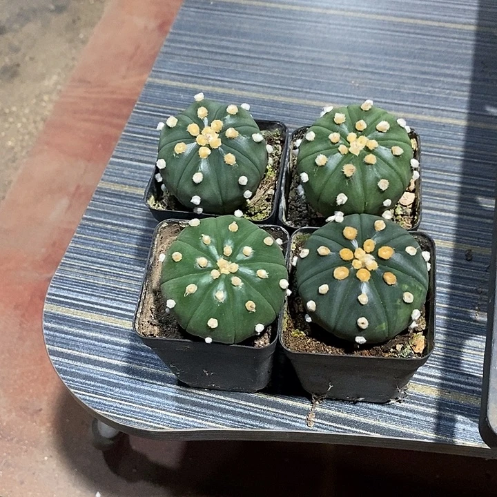 卡***拉组合4棵实生脱土发货
