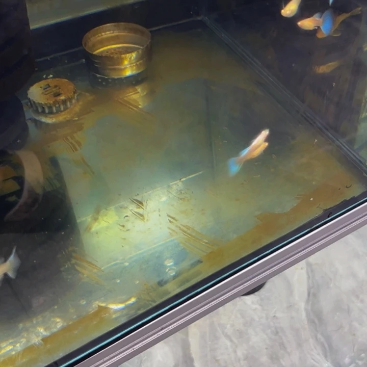 孔雀鱼赛级蓝白一对