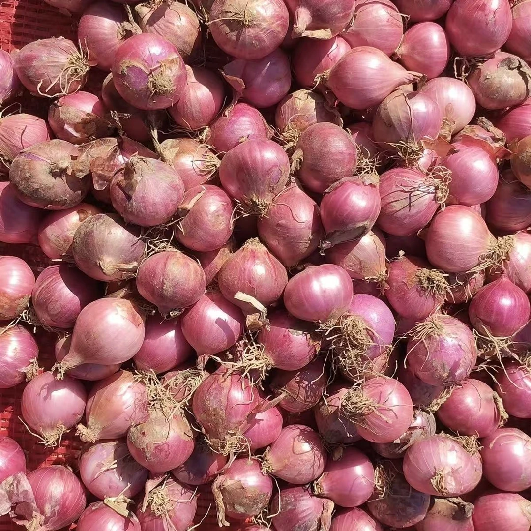 正宗东北紫皮小毛葱 小毛葱 小洋葱特产